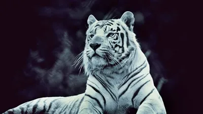Тигры - заставки на рабочий стол
