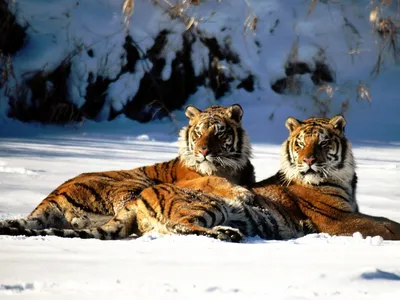 Тигры, тигрицы и тигрята - фото и обои, tigers wallpapers