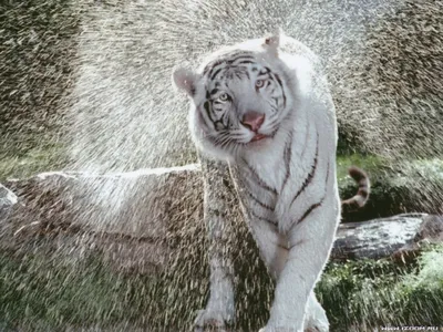 Тигры, тигрицы и тигрята - фото и обои, tigers wallpapers