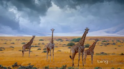Bing Wallpaper Collection | Weekly Bing wallpapers (25 to 31 December 2012)  - HQ Wallpapers | Landscape wallpaper, Winter landscape, Screen savers  wallpapers