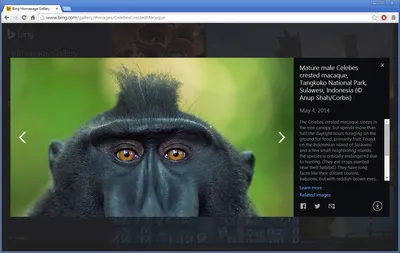 Bing обои на рабочий стол » Прикольные картинки: скачать бесплатно на рабочий  стол