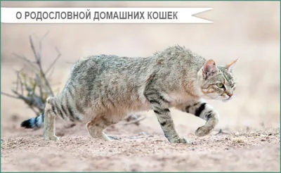 Скачать обои \"Дикая Кошка\" на телефон в высоком качестве, вертикальные  картинки \"Дикая Кошка\" бесплатно