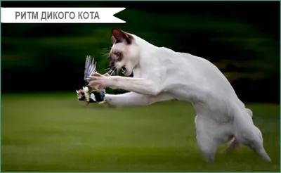 Редкие породы кошек: ТОП-10 самых необычных в мире с фото