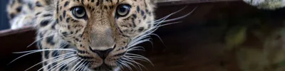 Камышовая кошка