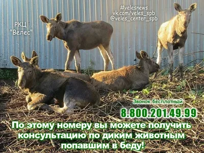 Где сделать классные фотографии диких животных на телефон? | Мобильная  фотография | Дзен