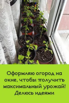 Выставка-конкурс \"Огород на окне\" / МБДОУ детский сад \"Солнышко\" г.  Чаплыгина Липецкой области