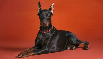 https://mail.gas-kvas.com/grafic/oboi/dom/10436-dom-doberman-oboi-40-foto.html