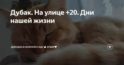 Дубак челлендж | Пикабу