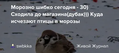 В Туле на улице ожидается дубак ТулаСМИ