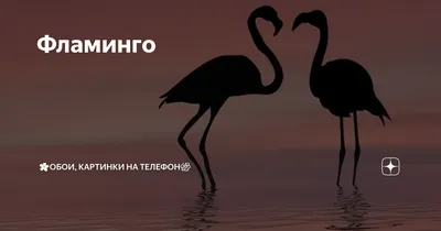 Чехол для карты или пропуска «Фламинго на скейте» на телефон — купить  картхолдер в Case Place