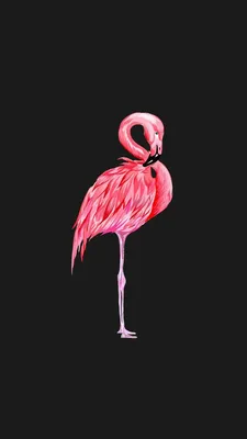 Wallpaper flamingo The post Wallpaper flamingo appeared first on  Wallpapers. | Flamingo wallpaper, Pink flamingo wallpaper, Flamingo