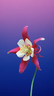 HD iphone wallpapers | Peakpx