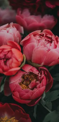 Flowers wallpapers phone iPhone обои для телефона #заставка #HD #wallpaper  #обои #wallpapersphone #обоидляте… | Flowers photography, Beautiful  flowers, Love flowers