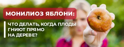 красные яблоки растут на дереве, яблоки на дереве, еда, завод фон картинки  и Фото для бесплатной загрузки