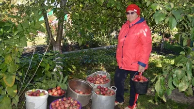 Спелые Яблоки Golden Delicious На Дереве. Крупным Планом Выстрел.  Фотография, картинки, изображения и сток-фотография без роялти. Image  60157486
