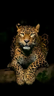Крутые обои на телефон HD Wallpapers – скачать приложение для Android –  Каталог RuStore