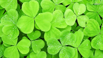 2021 Чехол Для Телефона Lucky Четырехлистный Клевер Мобильные Чехлы  Держатель С Бриллиантовым Кронштейном Для IPhone 6S 7 8 XR XS 11 12 Pro Max  13 Samsung От Aplusteam, 345 руб. | DHgate