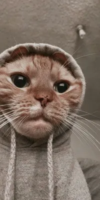 котэ (прикольные картинки с кошками) / смешные картинки и другие приколы:  комиксы, гиф анимация, видео, лучший интеллектуальный юмор.
