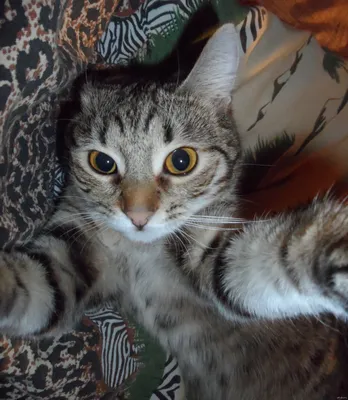 коты на аву｜TikTok Search