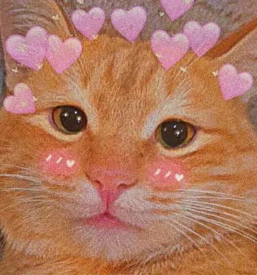 Pin by Vinston on на аву кота | Cats, Bike swag, Animals
