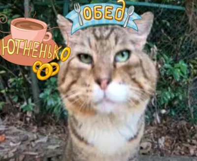 котики#авы#селфи#stendoff2😼😾😽😺😸 | TikTok