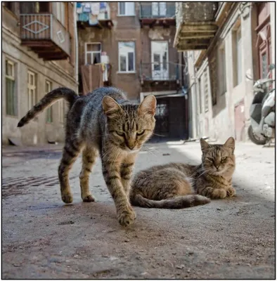 лапы :: травинка :: котизм :: рыжий :: котэ (прикольные картинки с кошками)  / смешные картинки и другие приколы: комиксы, гиф анимация, видео, лучший  интеллектуальный юмор.