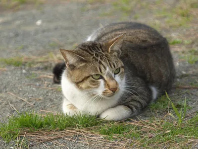 котэ (прикольные картинки с кошками) / смешные картинки и другие приколы:  комиксы, гиф анимация, видео, лучший интеллектуальный юмор.