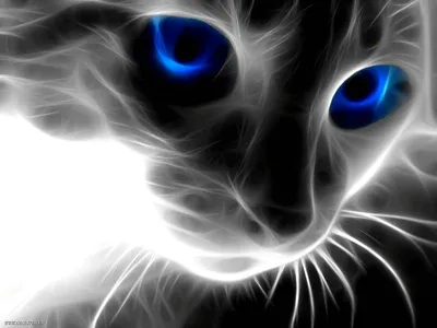 Котей | Пикабу
