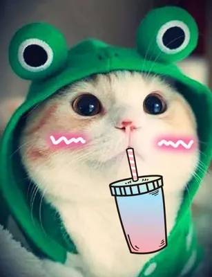 Котейки на аву🍃 | 𝐖𝐨𝐧𝐝𝐞𝐫𝐟𝐮𝐥 𝐀𝐦𝐢𝐧𝐨. Amino