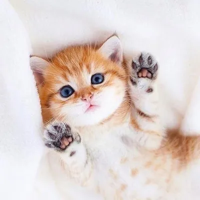 Няшные котята - красивые фото