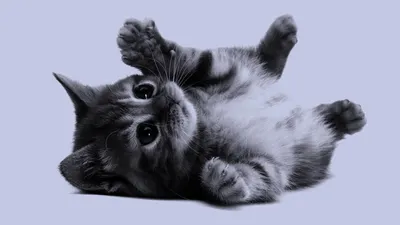 Обои на телефон: Кошки, Котята, Котенок | Скачать Бесплатно фото