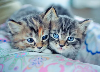 Котики заставка на телефон двигаются - фото и картинки abrakadabra.fun