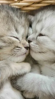 Котенок обои для телефона, HD заставки и картинки на экран блокировки  720x1280 | Akspic