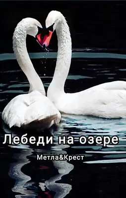 Лебеди на озере на закате стоковое изображение. изображение насчитывающей  биографической - 200426951