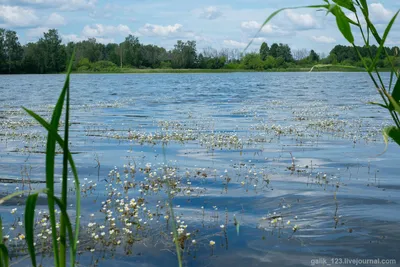 Лилии на воде - 57 фото