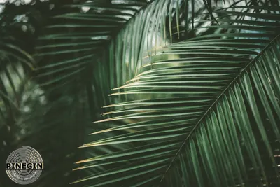 Купить фотообои Листья «Листья пальмы» | PINEGIN