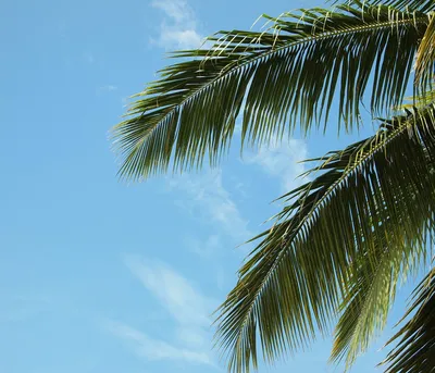 Купить фотообои Листья «Красивые листья пальмы» | PINEGIN