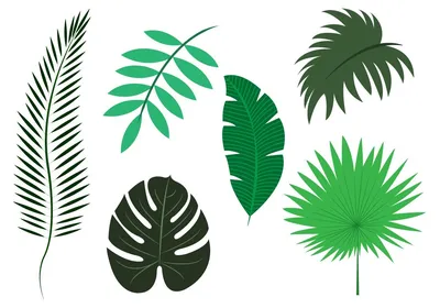 листья пальмы стоковое фото. изображение насчитывающей естественно -  225970790