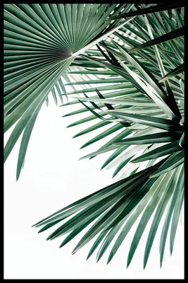 Бесплатные Листья пальмы стоковые фотографии | FreeImages