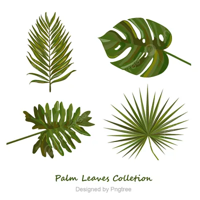 Постер Зеленые Листья Пальмы #2 купить в интернет-магазине Postermarkt