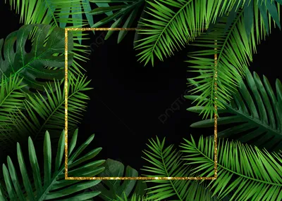 Красивое растение листьев пальмы фон, Пальма, растение, зеленый фон  картинки и Фото для бесплатной загрузки
