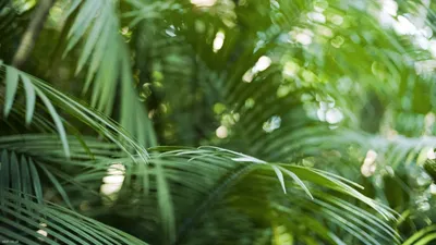 Фотообои Пышные листья пальмы на стену. Купить фотообои Пышные листья пальмы  в интернет-магазине WallArt