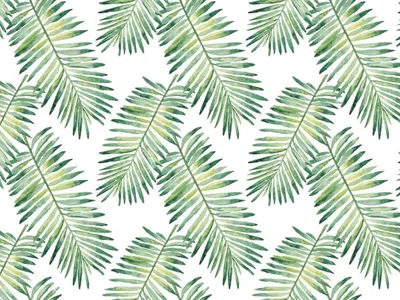 Фотообои \"Невесомые пушистые листья пальмы\" - Арт. 900266 | Купить в  интернет-магазине Уютная стена