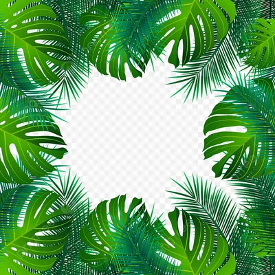 Фотообои Листья пальмы на белом фоне на стену. Купить фотообои Листья пальмы  на белом фоне в интернет-магазине WallArt