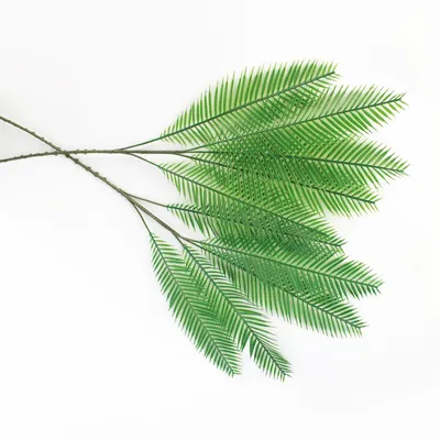 Пальмовые листья фон - 60 фото