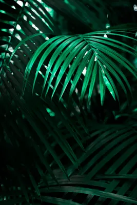 красиво летом листья пальмы прозрачный фон PNG , Пальма, Вектор, дерево PNG  картинки и пнг рисунок для бесплатной загрузки