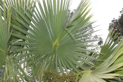 Текстуры листьев пальмы, Графика - Envato Elements
