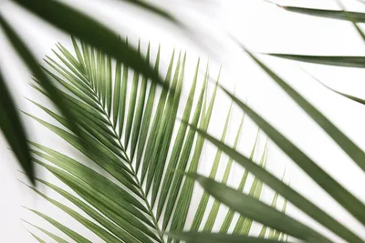 Зелёные листья пальмы и листья …» — создано в Шедевруме