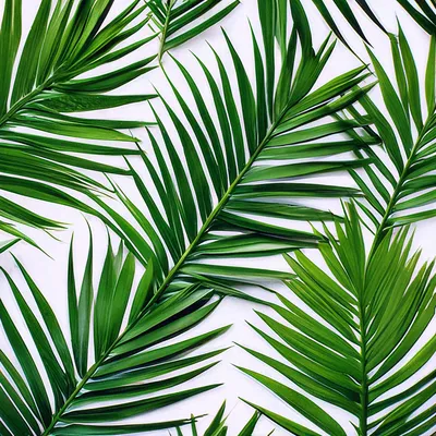 Обои метровые виниловые листья пальмы, скандинавский стиль, моющиеся, без  подбора рисунка - купить по выгодной цене в интернет-магазине OZON  (913114801)