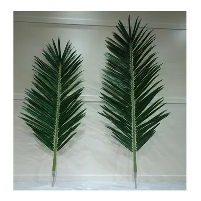 Листья пальмы фон (53 фото) - 53 фото